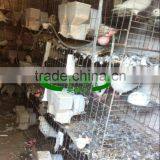 Low Carbon Steel Wire Pigeon Cage for Poultry Farm thumbnail-2