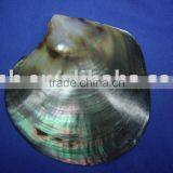 Polished Black Tahiti Mother of Pearl Raw Shells