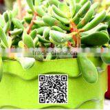 260*215 Biodegradable Colorful Plant Flower Pot Eco Planer thumbnail-4