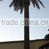 Cheap Artificial Palm Tree Date Palm for Out Door Decorative thumbnail-1