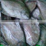 BLACK POMFRET/ CHANDA/ BUTTERFISH thumbnail-3