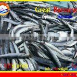 FROZEN WHOLE ROUND BARRACUDA FISH thumbnail-3