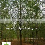 Ginkgo Biloba ( Deciduous Tree) for Cold Climate Landscaping Wholesale Export thumbnail-3