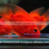 Red Parrot Cichlid Fish Farm For Sale and Export thumbnail-2