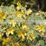 Cal.Sennosides Extract thumbnail-3