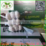 4.5cm-5.cm,5.cm-6cm,6cm up Pure White Garlic/white Garlic /organic Garlic Export thumbnail-1