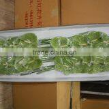 Exquisite Top Sell New Product Yellow African Antirrhinum Flowers thumbnail-5