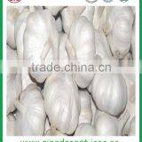 Chinese Natural Spice Garlic Supply to Singapore thumbnail-4