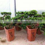 Ficus Microcarpa,Cascade Shape
