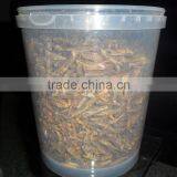 Pet Bird Food Vacuum Dried Grasshopper thumbnail-3