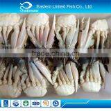  gold supplier export frozen sea crab