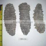 Isostichopus Fuscus thumbnail-5