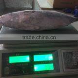 Bonito Tuna thumbnail-2