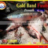 FROZEN GOLD BAND FUSILIER WHOLE ROUND thumbnail-1