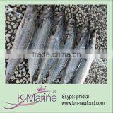 Frozen Scomber Japonicus From Pacific Ocean Lot Number#kmw4043 thumbnail-1