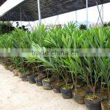 Nerium Oleander Shrub Trees thumbnail-4