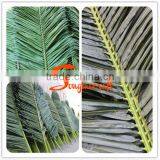 Wholesale Artificial Leaves Green Palm Tree Names of Tree Leaves Plastic Decorative Dried Palm Leaves thumbnail-4