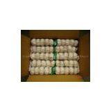 Chinese Garlic thumbnail-1