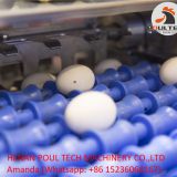 Egg Grading & Packing Machine for Poultry Farm