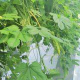 Strong Disease Resistant High Yield Bitter Gourd Seeds for Planting No.75 thumbnail-3