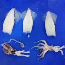 Loligo Squid Cut/Frozen Squid Tentacles, Tube, T+T QS Squid Ring and Loligo Squid Rings