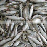 Frozen Sardine Frozen Fish Feed 260 - 300 Pcs thumbnail-1