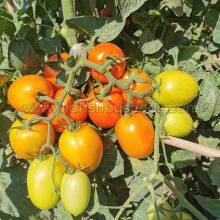 T178 Semi Determinate Saladette Tomato Varieties thumbnail-2