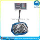 Mackerel Scomber Japonicus W/R