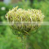 100 Pure and Natural Certified Carrot Seed Oil ,Carrot Seed Essential Oil