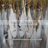 Whole Yellowfin Tuna Frozen thumbnail-1