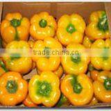 Fresh Pepper thumbnail-3