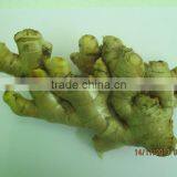 Best Quality Ginger for Sale thumbnail-1