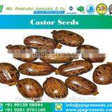 Castor Bean Seeds