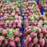 TROPICAL FRUIT thumbnail-2