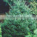 Abies Nordmanniana Plant
