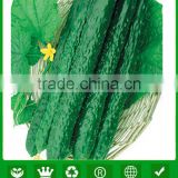 CU08 Fengwang high disease resistant f1 hybrid cucumber seeds for sale