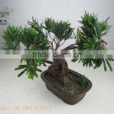 Miniascape,potted Evergreen Landscape,shapped Bonsai thumbnail-3