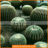 Home Decoration Green Artificial Cactus Plants