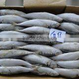 Frozen Fish Frozen Horse Mackerel 60-80 thumbnail-1