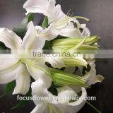 Top Quality Fresh Cut Lily Flower From Kunming thumbnail-1