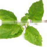 Pure Gymnema Leaf thumbnail-1