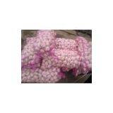 Normal White Fresh Garlic thumbnail-2