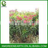Nerium Indicum Mill Red Flower thumbnail-1