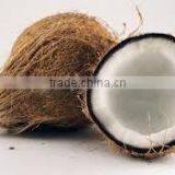 Tasty Fresh Matured Coconut Price thumbnail-1