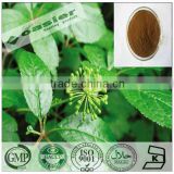 Natural GMP hot sale Eleutheroside B+E HPLC siberian ginseng roots extract