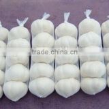 China hot sale pure white fresh garlic