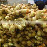 Latest Crop China Fresh Ginger thumbnail-5