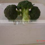Green Broccoli From China Frozen Broccoli for Sale thumbnail-5