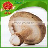 Best Fresh Matsutake Mushroom for Sale Frozen Mushrooms thumbnail-1