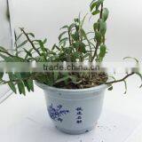 Dendrobium Seedling thumbnail-2